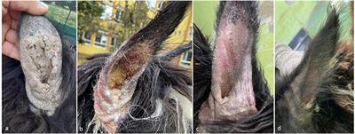 Case Report: Successful Treatment of Sarcoptic Mange in European Camelids